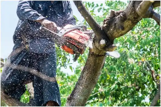 tree services Whitfield